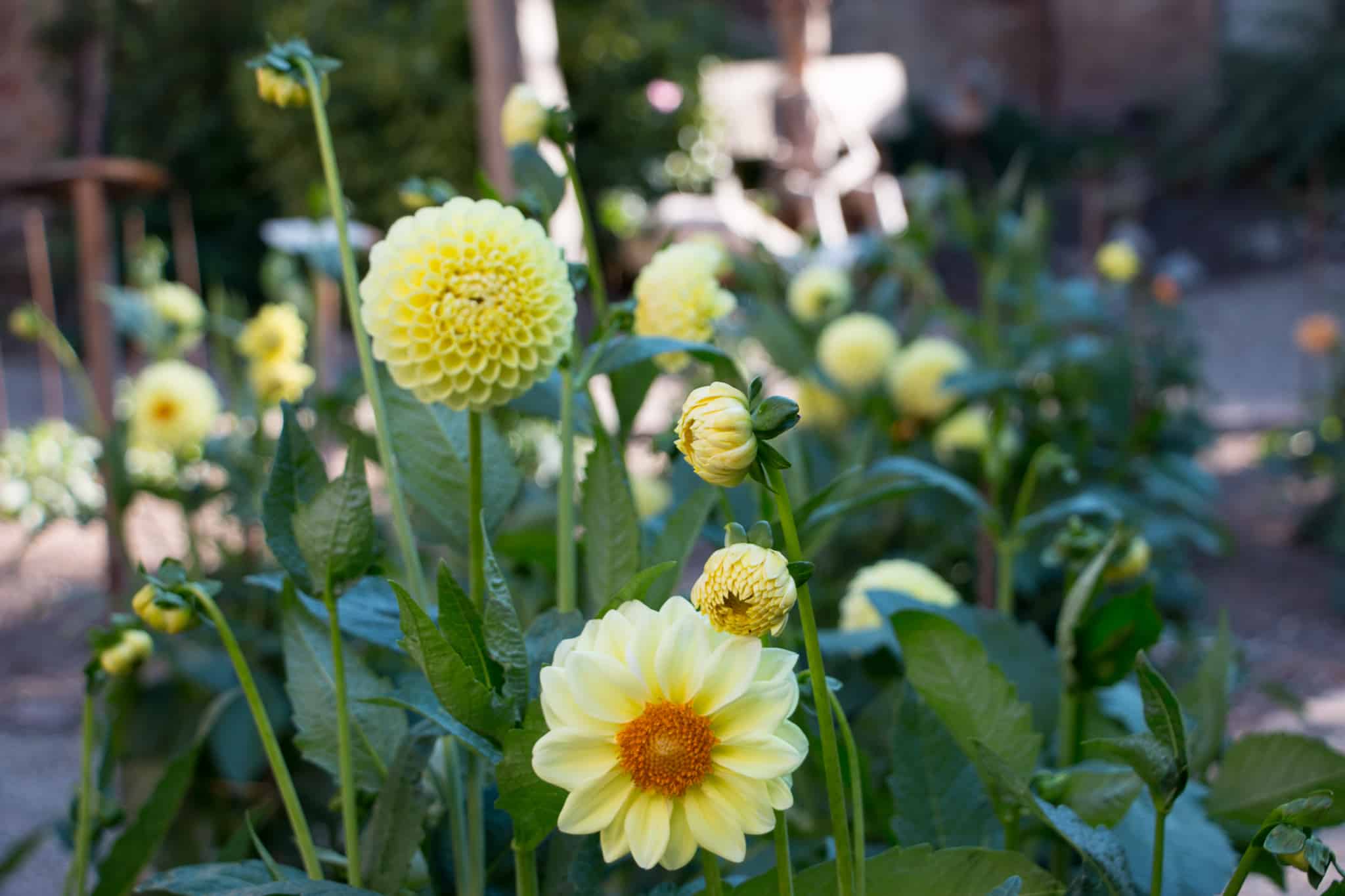 Elsass_Selestat_Corso_Fleuri_August_2016_10